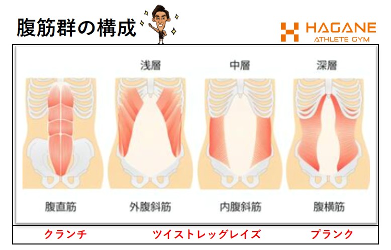 腹筋の構造を理解して効率的トレーニング！解剖学的アプローチで解説　金岡亮介