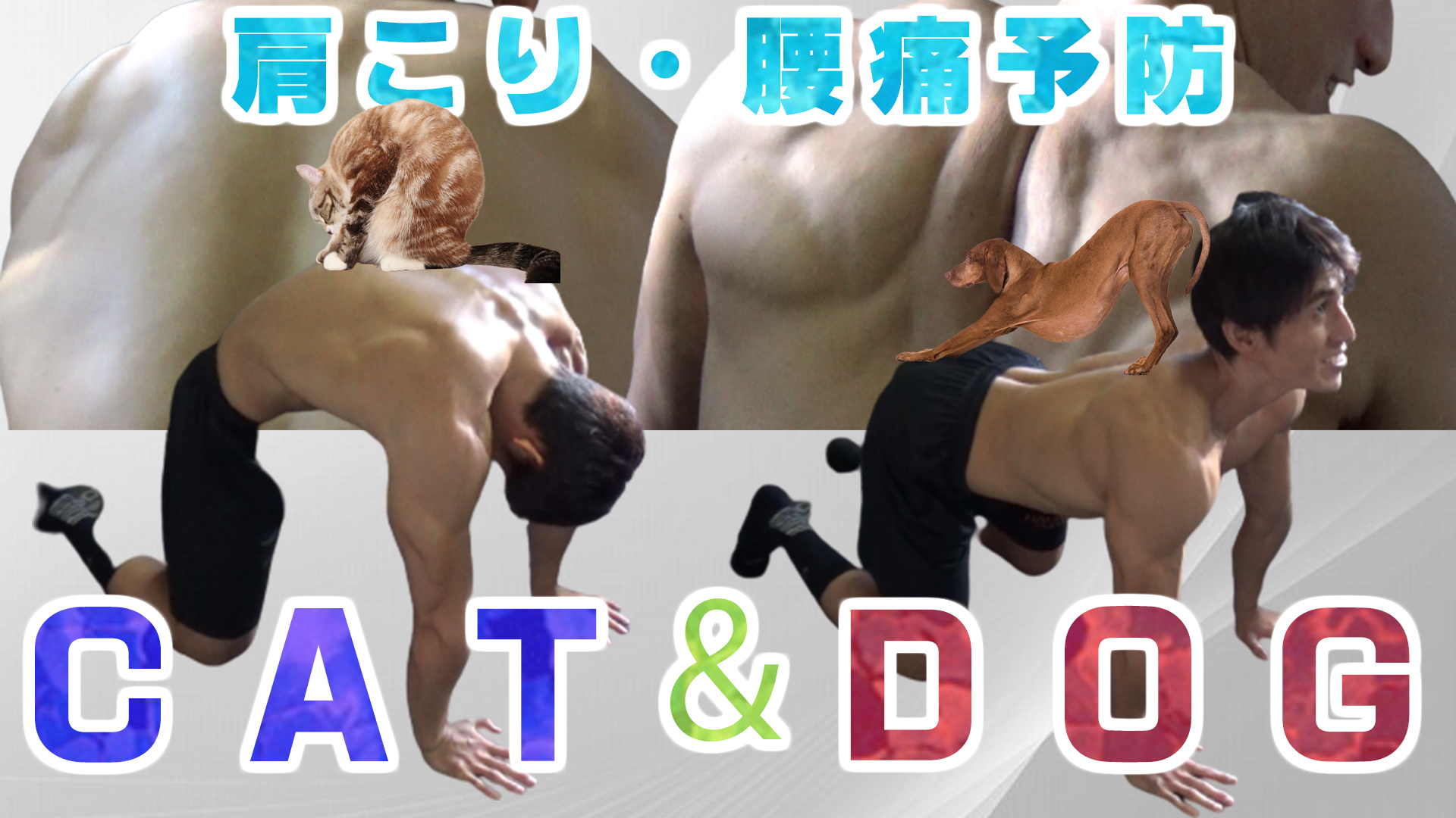 キャット アンド ドッグ